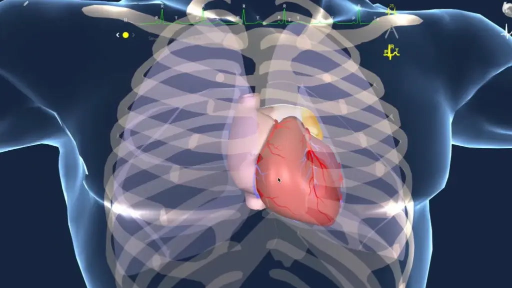 3D illustration of the heart inside the chest